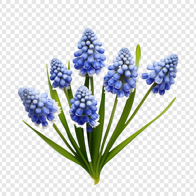 Muscari-blume isoliert auf transparentem hintergrund