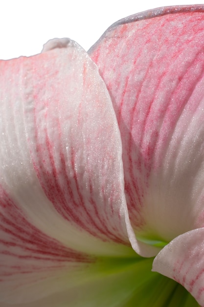 Nahaufnahme der schönen blühenden Blume