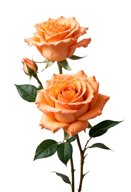 Nahaufnahme von Rose Isolated