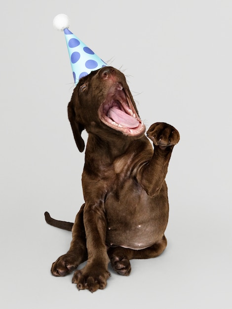 Netter Labrador Retriever-Welpe mit einem Partyhut