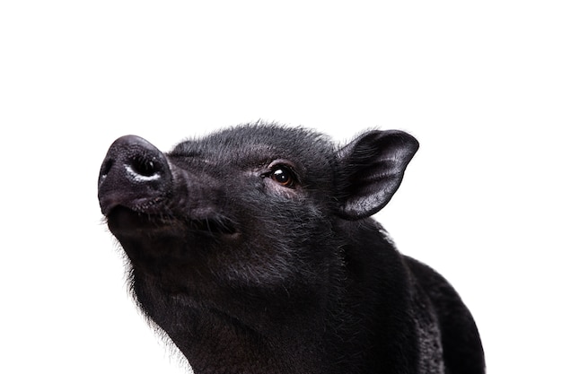 Kostenlose PSD nettes haustierporträt des schwarzen schweins