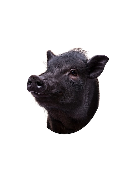 Nettes Haustierporträt des schwarzen Schweins