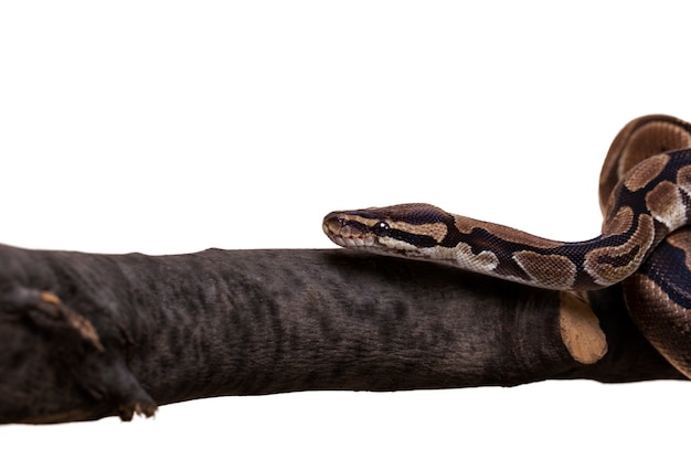 Nettes schlangenhaustierporträt