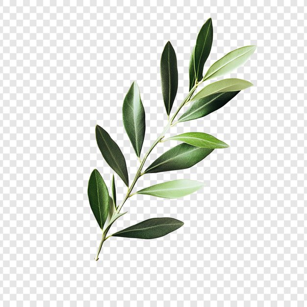 Olivenzweig als Symbol für Frieden und Ruhe in der Natur
