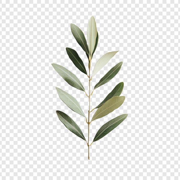 Olivenzweig - ein Symbol für Frieden und Gelassenheit