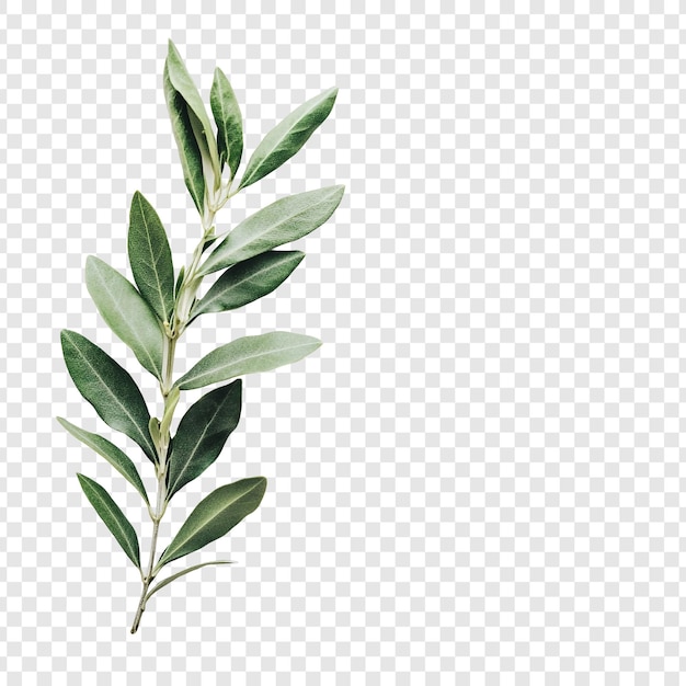 Olivenzweig grüne Blätter Botanische Fotografie