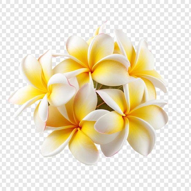 Kostenlose PSD plumeria-blüte png isoliert auf transparentem hintergrund