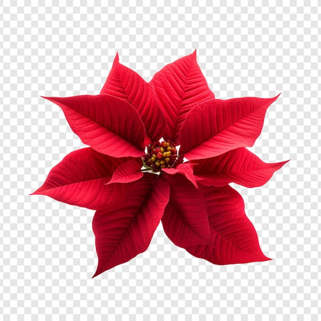 Kostenlose PSD poinsettia-blüte png isoliert auf transparentem hintergrund