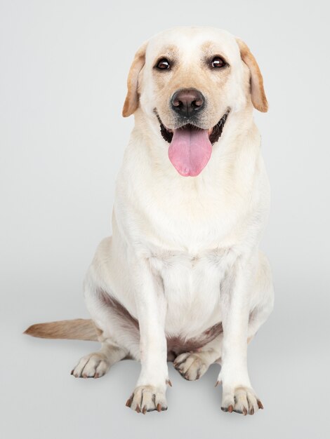 Porträt eines Labrador Retriever-Hundes