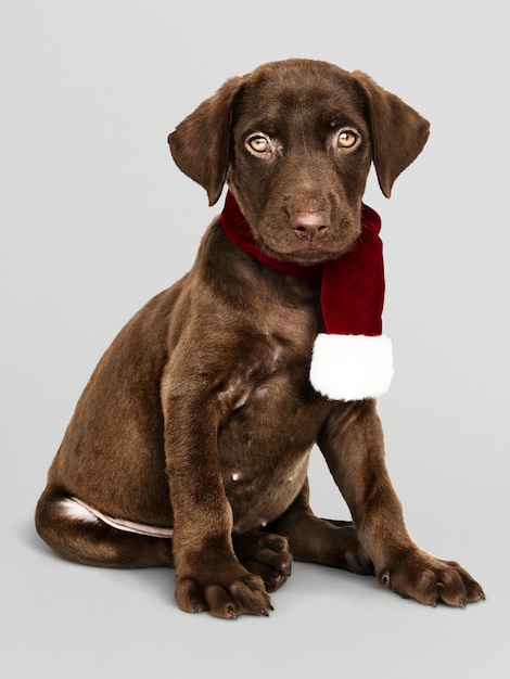 Porträt eines netten Labrador-Apportierhunds, der einen Weihnachtsschal trägt