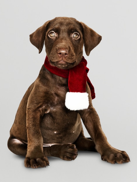 Porträt eines netten Labrador-Apportierhunds, der einen Weihnachtsschal trägt