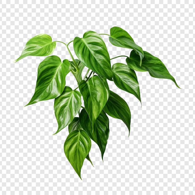 Kostenlose PSD pothos epipremnum aureum blume png isoliert auf durchsichtigem hintergrund