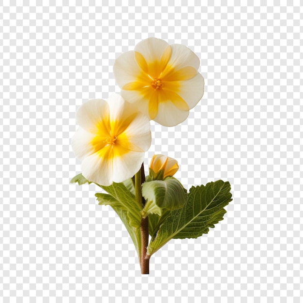 Kostenlose PSD primrose-blumen auf durchsichtigem hintergrund