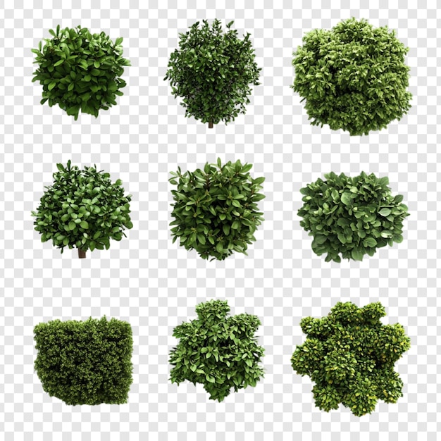 Sammlung von neun üppig grünen Sträuchern Top View isoliert auf durchsichtigem Hintergrund