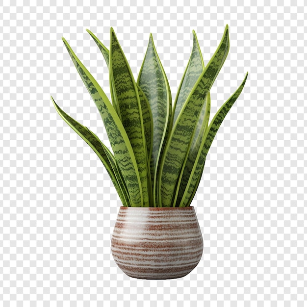 Schlangenpflanze sansevieria trifasciata png isoliert auf transparentem hintergrund