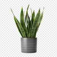 Kostenlose PSD schlangenpflanze sansevieria trifasciata png isoliert auf transparentem hintergrund