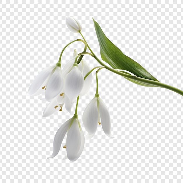 Kostenlose PSD schneeballblume png isoliert auf durchsichtigem hintergrund