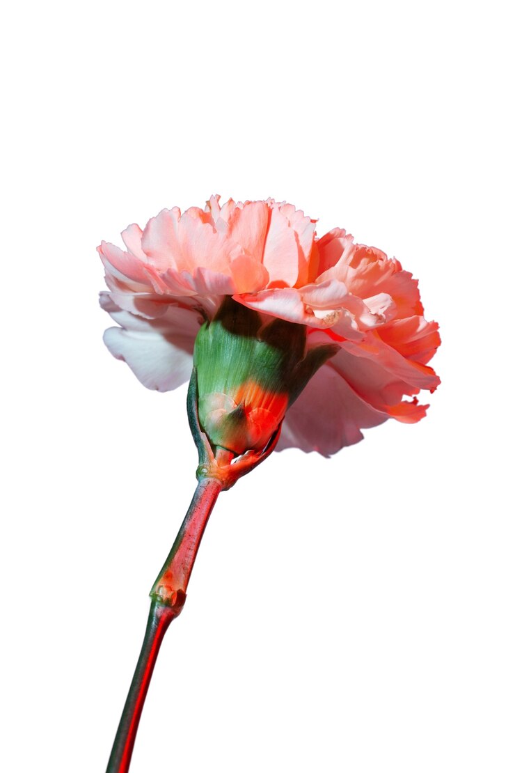 Kostenlose PSD schöne blume im studio