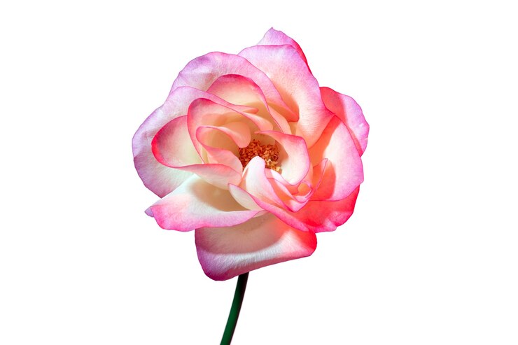 Kostenlose PSD schöne blume im studio