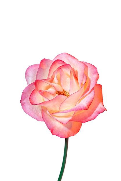 Schöne Blume im Studio