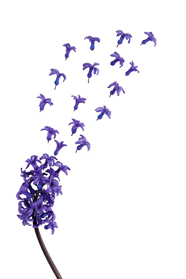 Kostenlose PSD schöne blumen isoliert