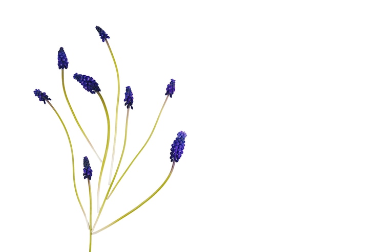Kostenlose PSD schöne blumen isoliert