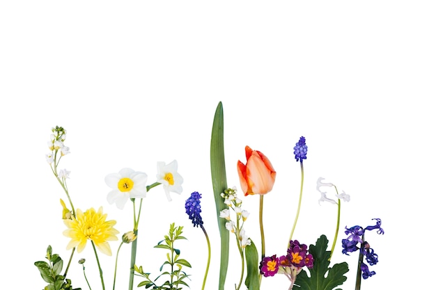 Schöne Blumen isoliert