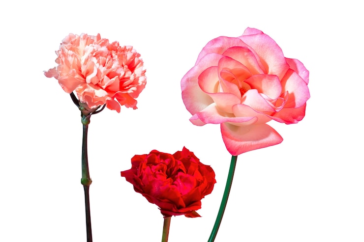 Kostenlose PSD schöne blumenarrangements