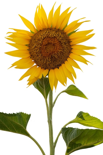 Schöne Sonnenblumen in Isolation
