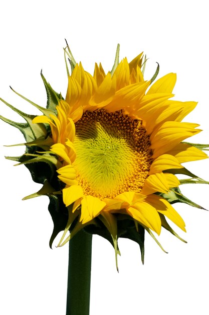 Schöne Sonnenblumen in Isolation