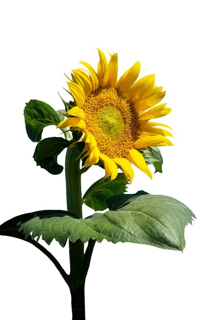 Schöne Sonnenblumen in Isolation