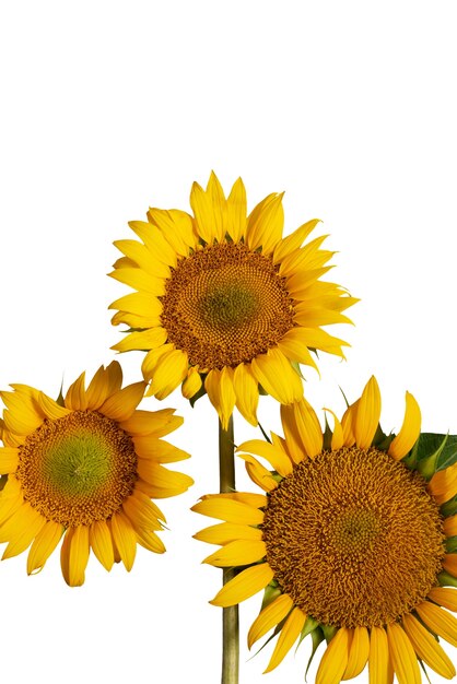 Schöne Sonnenblumen in Isolation