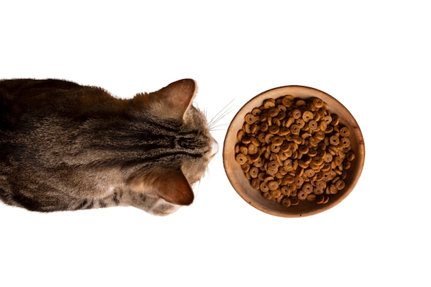 Schöne und niedliche Katze isoliert