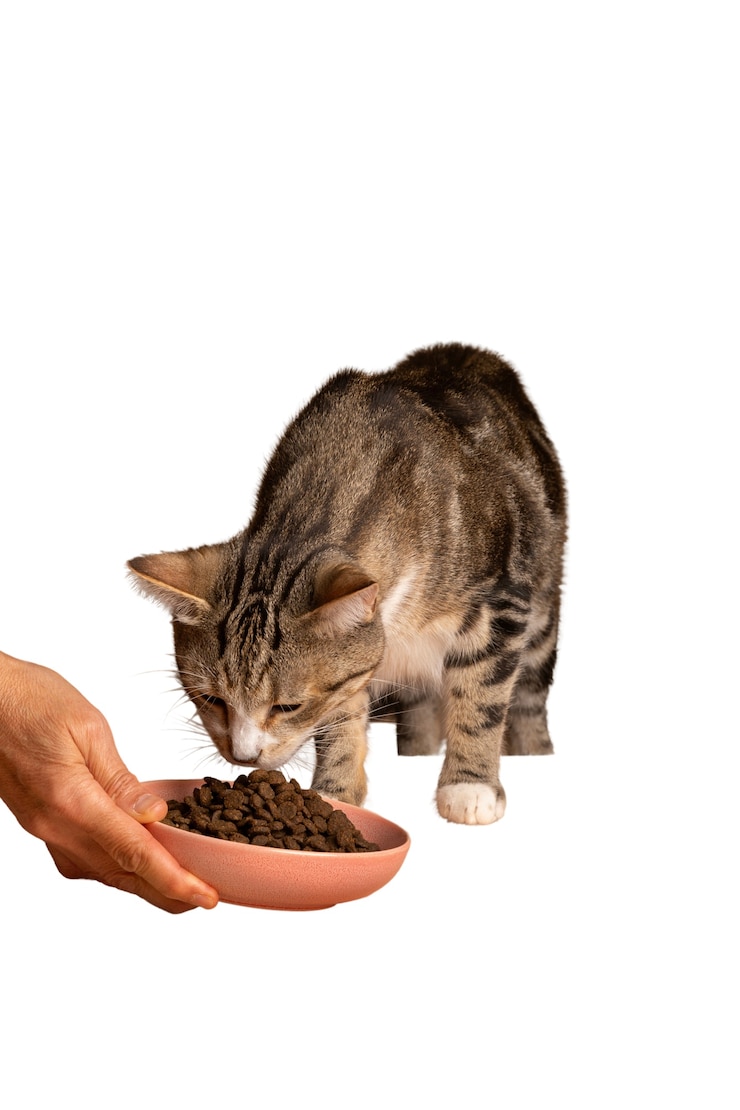 Kostenlose PSD schöne und süße katze isoliert