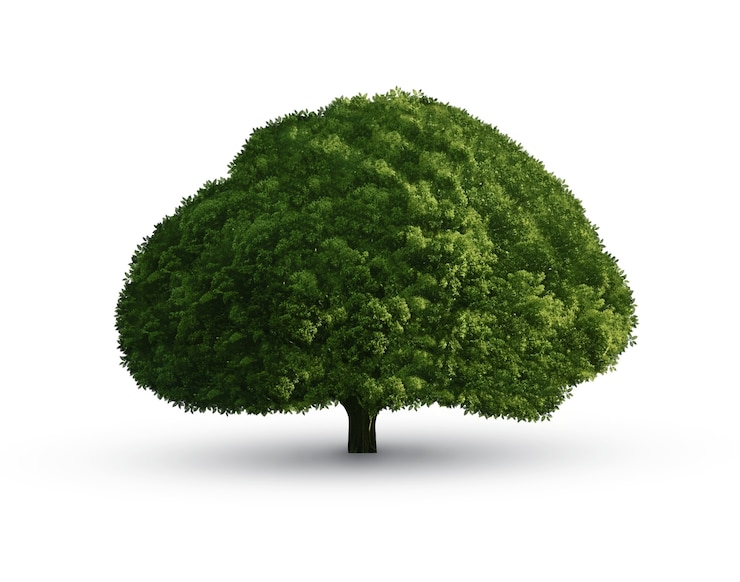 Kostenlose PSD schöner baum isoliert