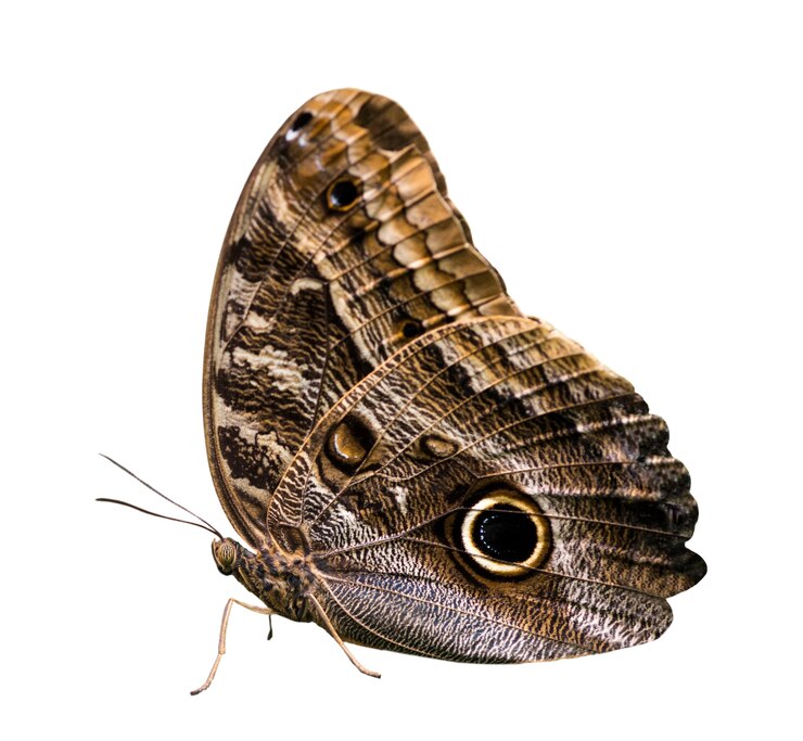 Kostenlose PSD schöner schmetterling isoliert