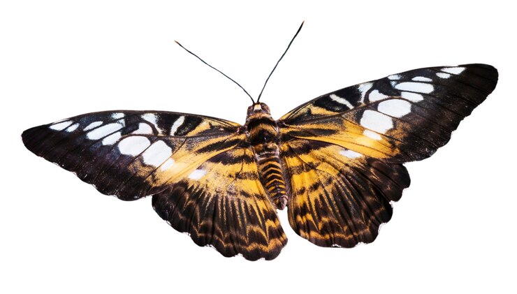 Kostenlose PSD schöner schmetterling isoliert
