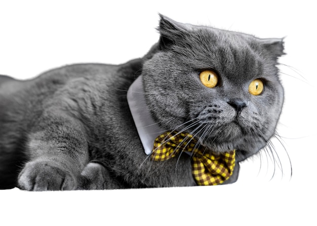 Schönes Katzenporträt isoliert