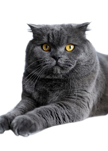 Schönes Katzenporträt isoliert