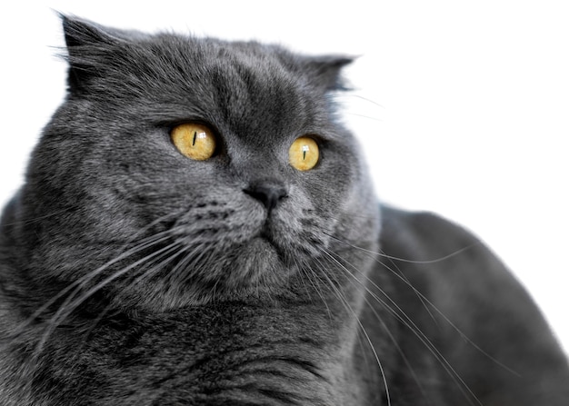 Schönes Katzenporträt isoliert