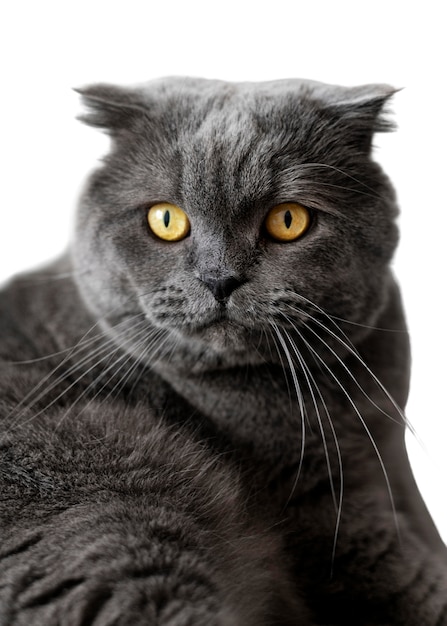 Schönes Katzenporträt isoliert