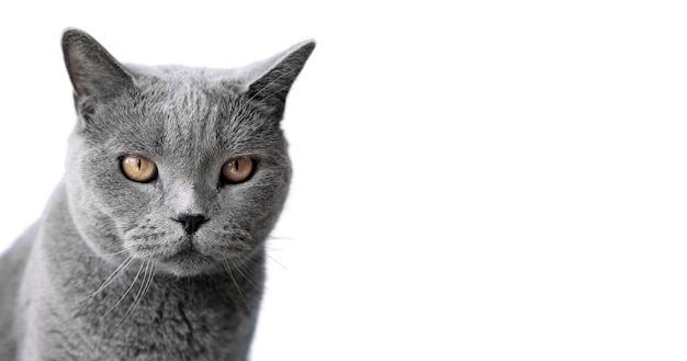 Schönes Katzenporträt isoliert