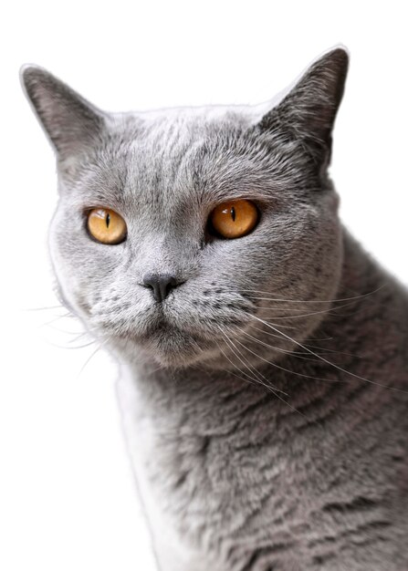 Schönes Katzenporträt isoliert