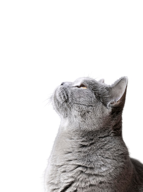 Schönes Katzenporträt isoliert
