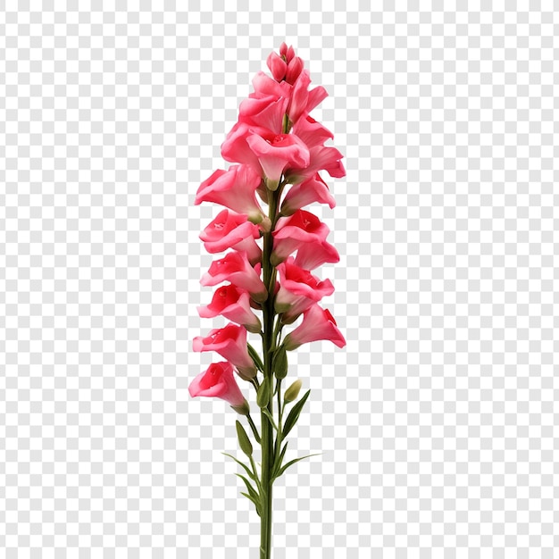 Kostenlose PSD snapdragon-blüte png isoliert auf transparentem hintergrund