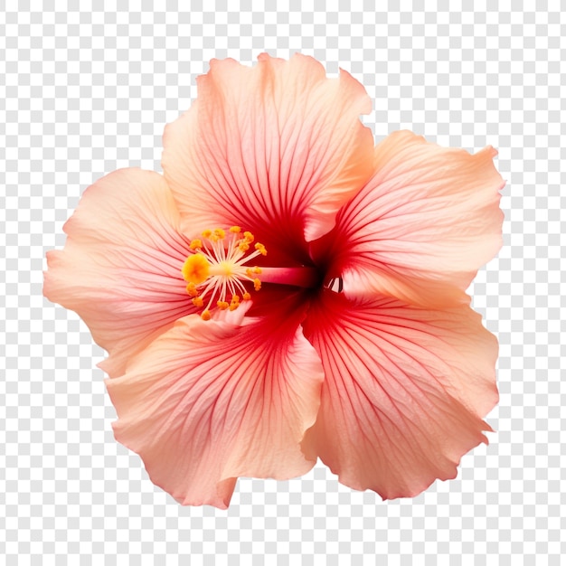 Kostenlose PSD sonnenuntergang-hibiskus-blume isoliert auf transparentem hintergrund