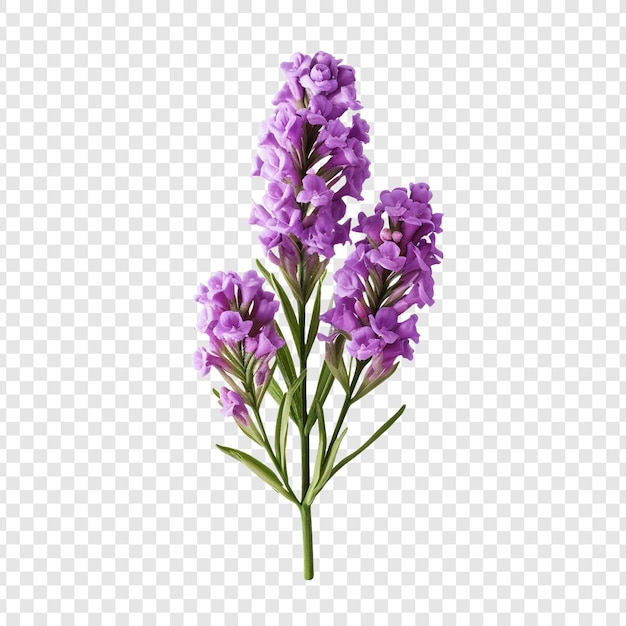 Statische blume png isoliert auf durchsichtigem hintergrund