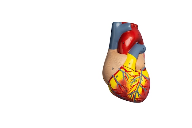 Kostenlose PSD stillleben eines anatomischen herzens