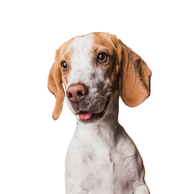 Szene mit braunem und weißem Hund