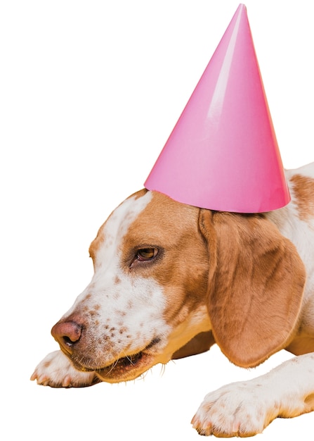 Szene mit braunem und weißem Hund